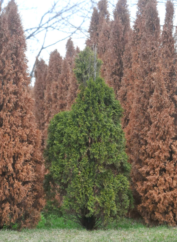 Brown evergreens reveal lasting effect of drought