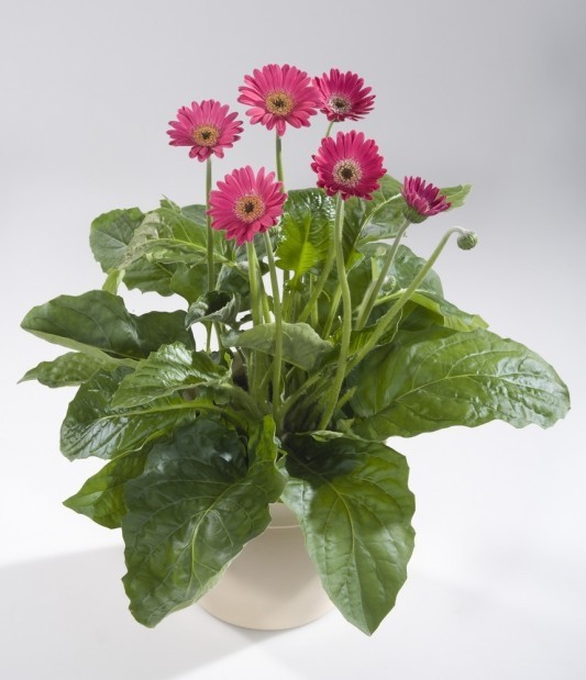 Daisy, daisy: Gerbera daisies are the answer for vivid, bold blooms ...