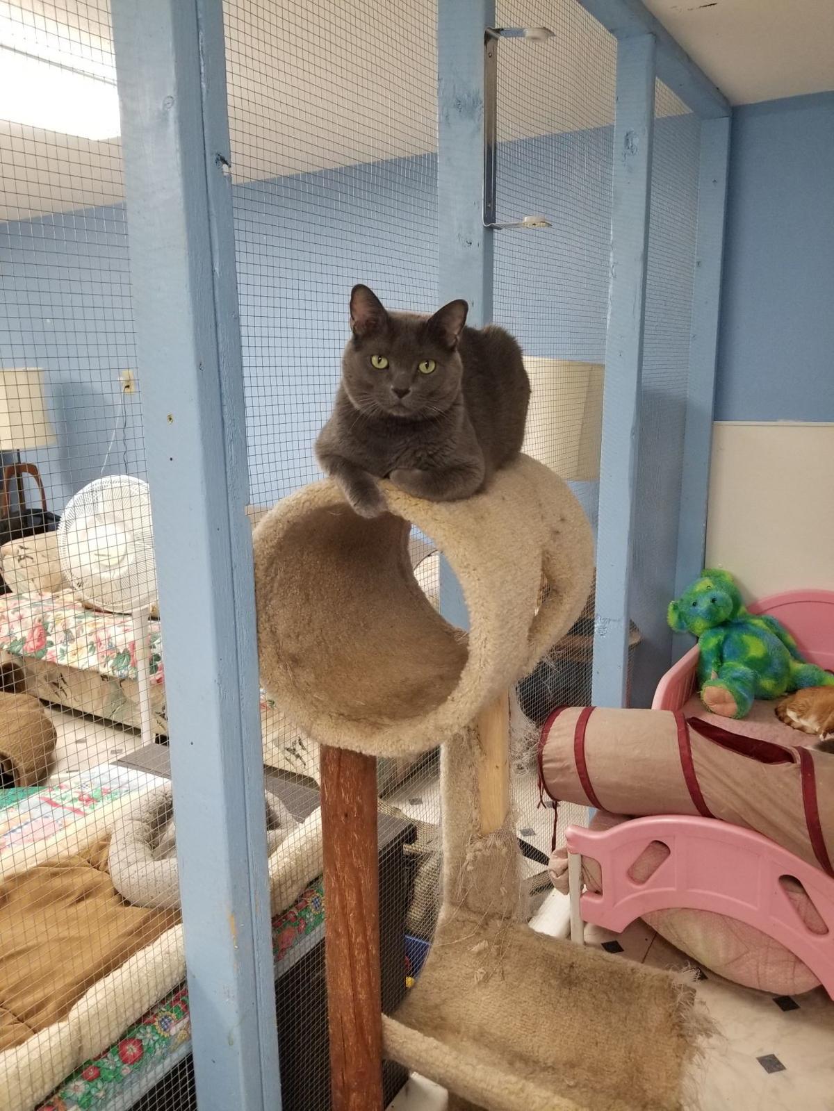 Special Needs Cat Shelter Sets Open House In Nashua Local News
