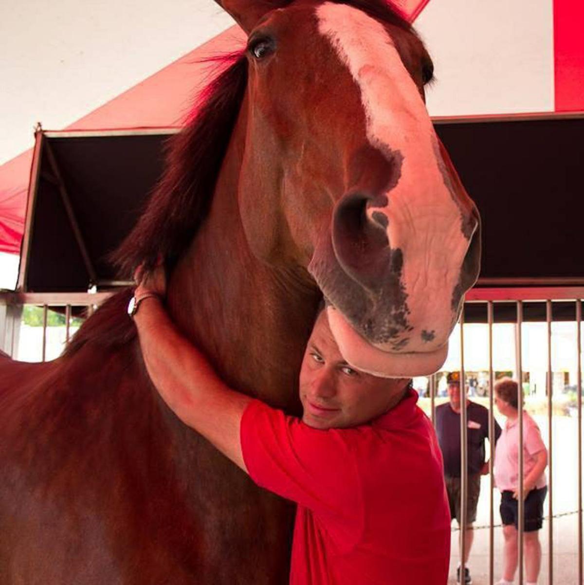 Former Bud Clydesdales handler recalls 'greatest job in world' Local