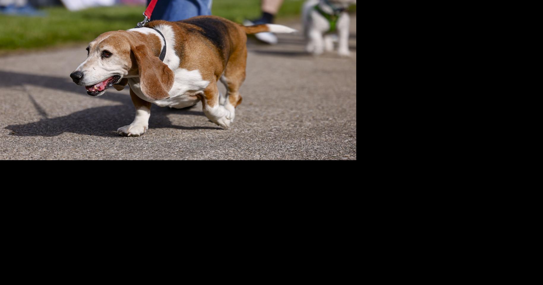 See photos of the Cedar Bend Humane Society’s Furry 5K