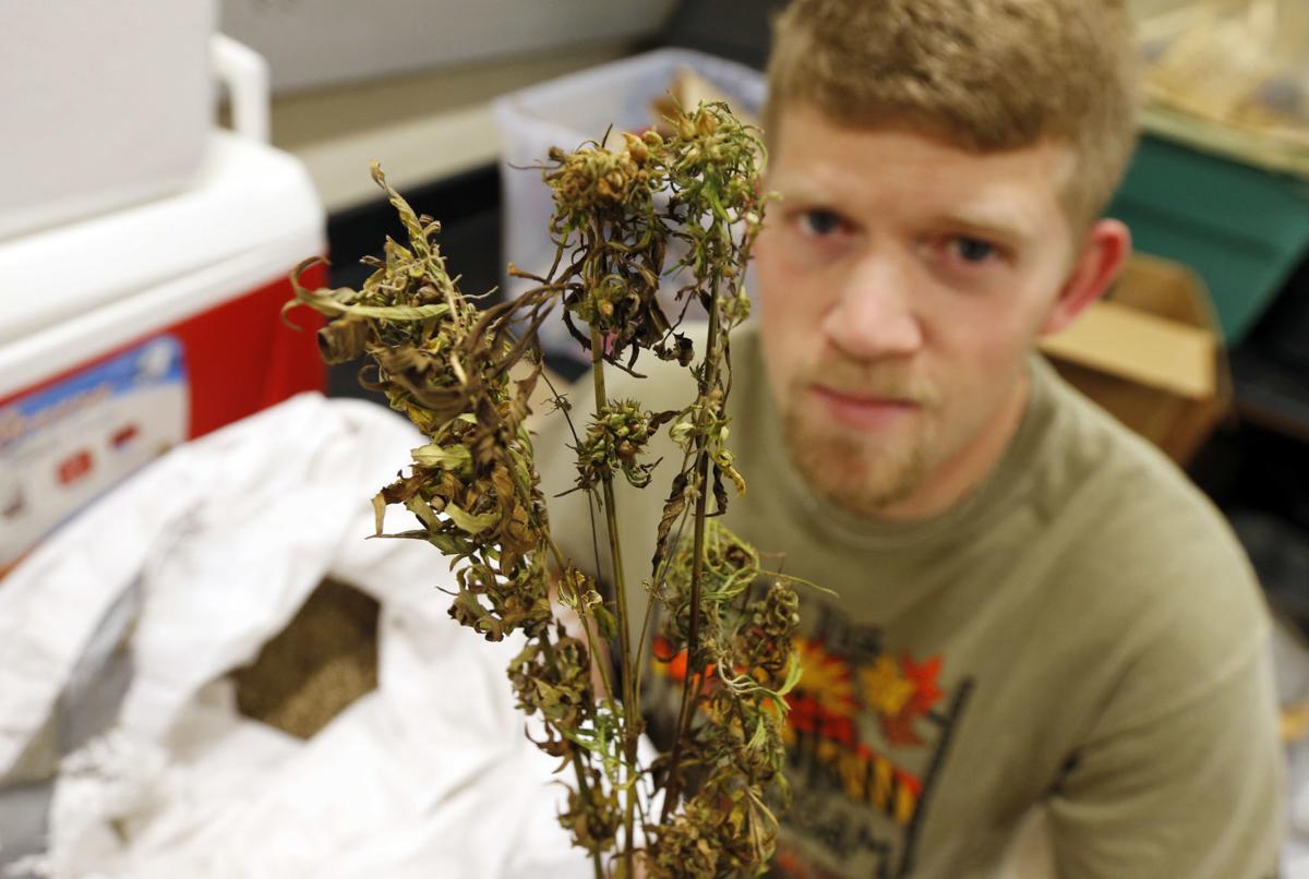 Iowa farmers seek to grow industrial hemp