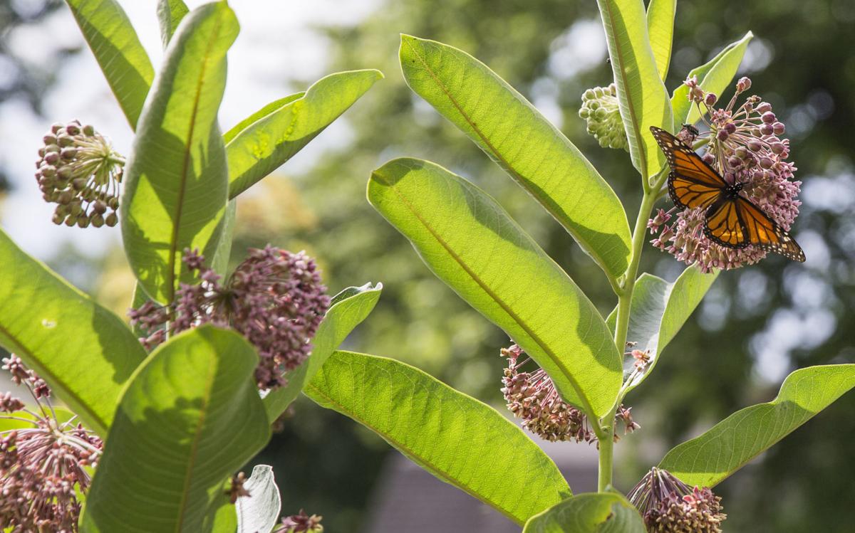 Waterloo couple raising monarch butterflies in backyard Local News