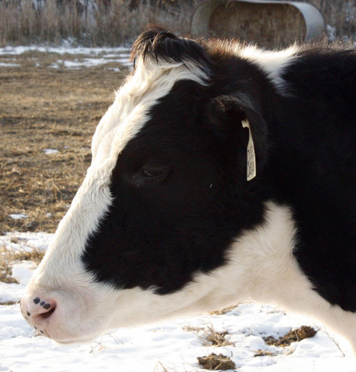 Up close cow profile