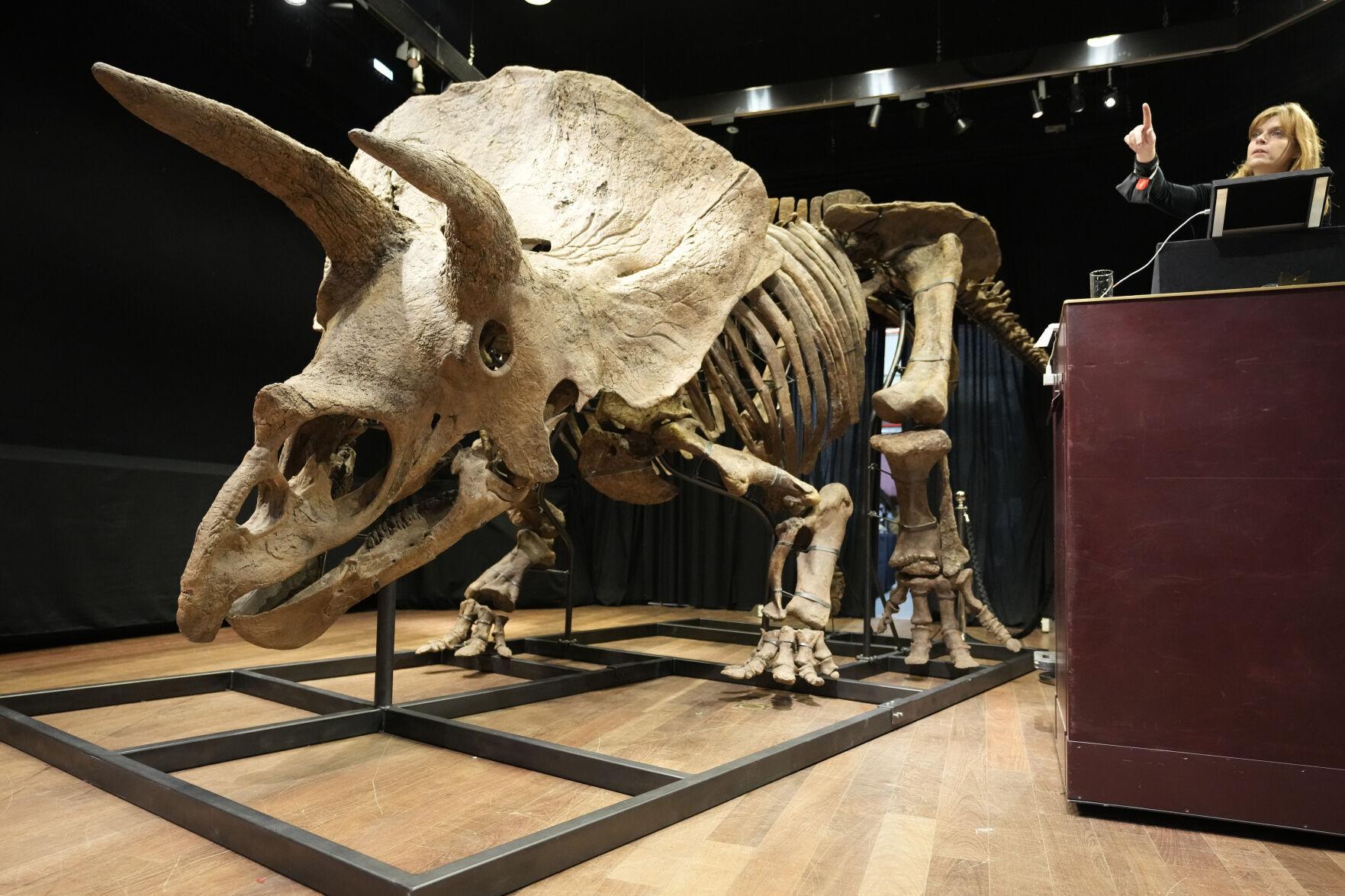 triceratops skeleton auction