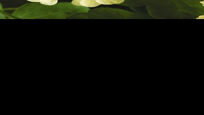 Such Geraniums Overwintering Favorite Annuals Is Easier Than You