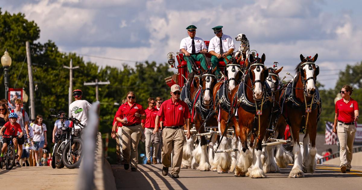 This Bud's for you! Iconic Budweiser Clydesdales deliver beer to downtown Cedar Falls bars
