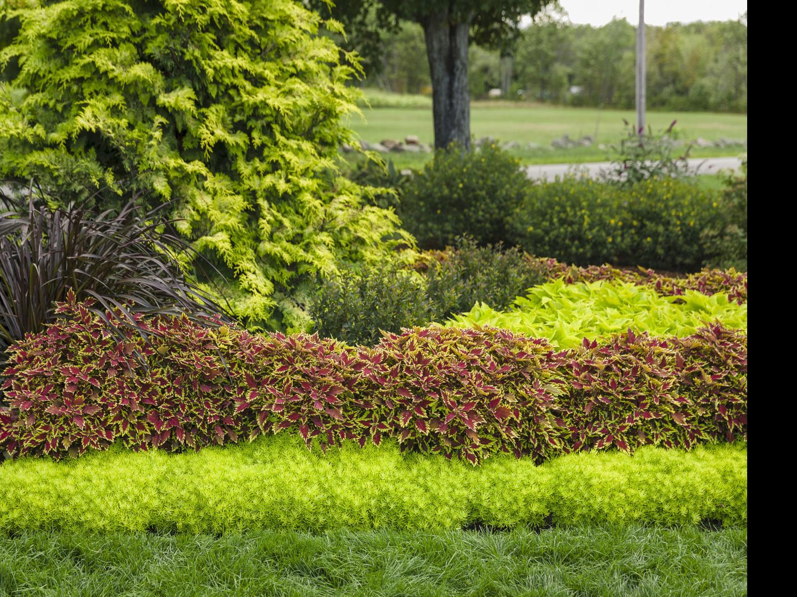 Solve Awkward Landscape Problems With Right Plants Garden Wcfcourier Com