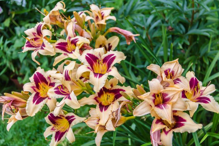 Daylily 1 Plant 8" Bloom Rebloming Perennial Flower HOLD YOUR HORSES