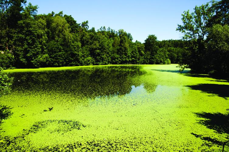Algae bloom on a lake