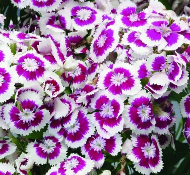 In the pink: New dianthus varieties ideal for cottage borders ...