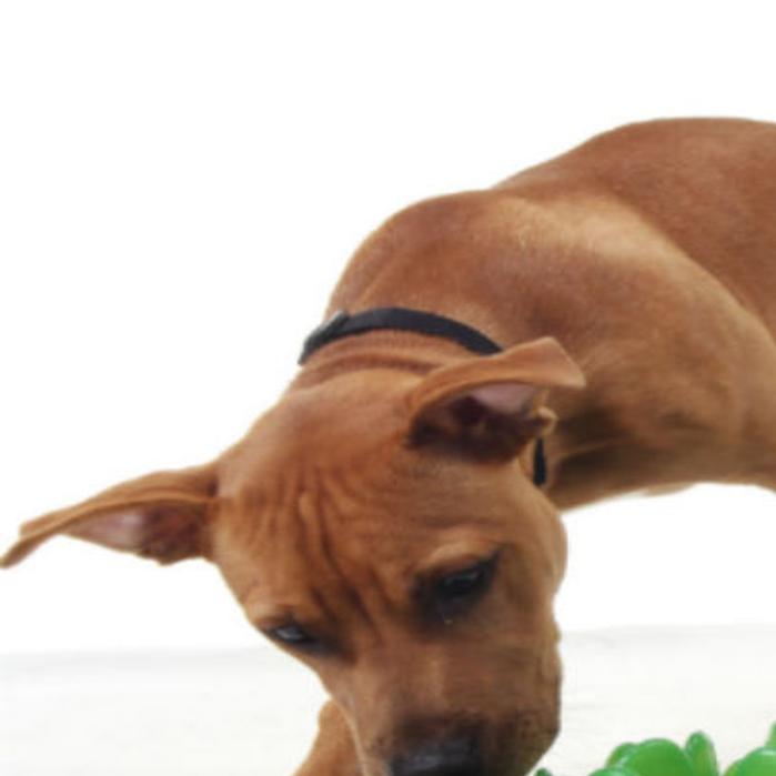 Paw Prints Use Games And Toys To Keep Pets Happy Paw Prints