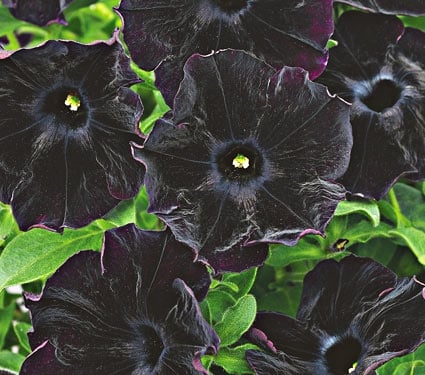 Fashion statement: Black and 'Pinstripe' petunias go with everything ...