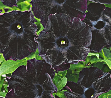 Fashion statement: Black and 'Pinstripe' petunias go with everything ...