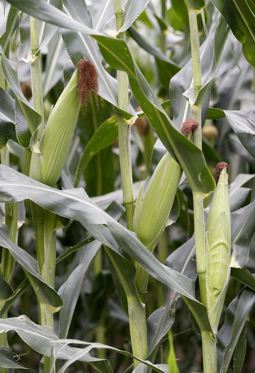 080917bp-corn-crop-2 (