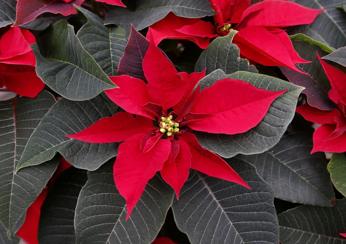 Flower Picture Of Poinsettia