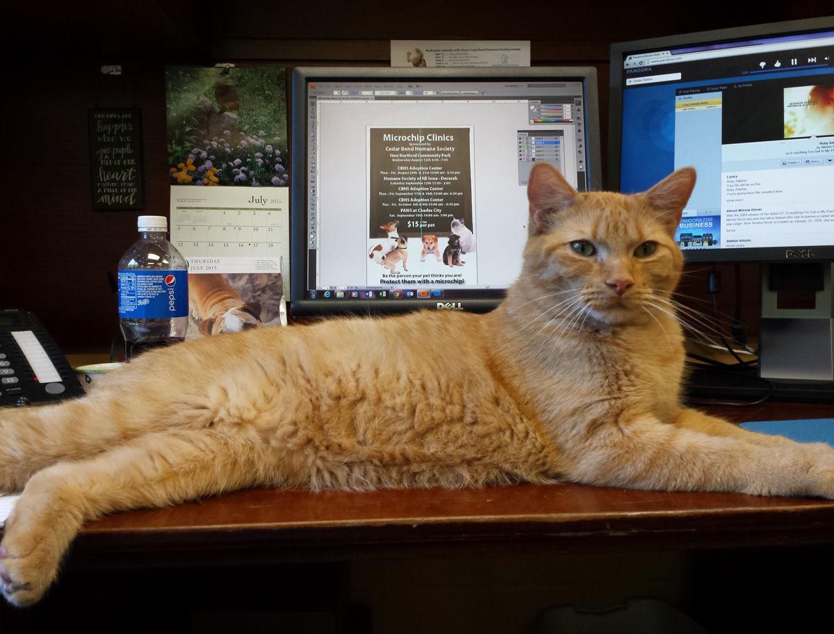 Office cats