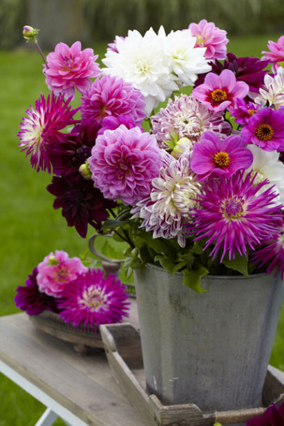 Hello Dahlias These Gorgeous Flowers Are The Garden S Drama Queens These Gorgeous Flowers Are The Garden S Drama Queens
