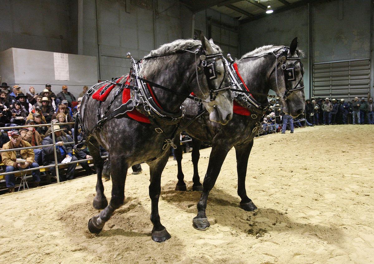 Waverly horse sale attracts enthusiastic bidders from across the