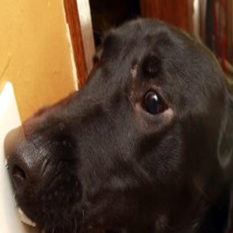 Retrieving Freedom Waverly Facility Training Service Dogs For Veterans Lifestyles Wcfcourier Com