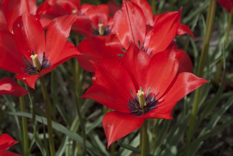 Tulipa linfolia - Species or Wild Tulip