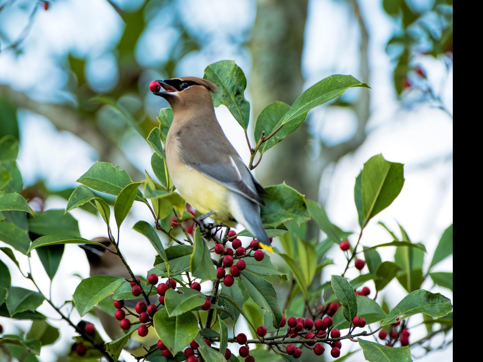 Plant Winter Berry Buffet For Foraging Birds Lifestyles Wcfcourier Com