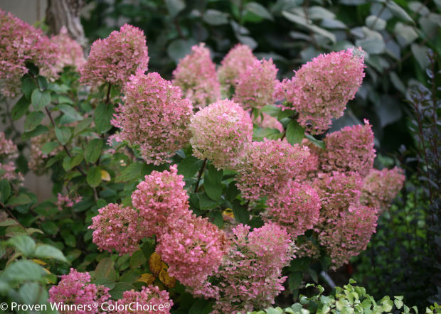 Dog-day afternoon: 'Bobo' is latest pet in hydrangea pack