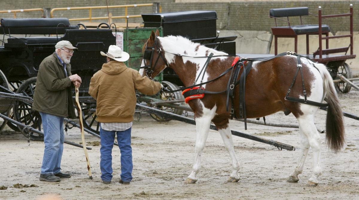 Waverly horse sale attracts enthusiastic bidders from across the