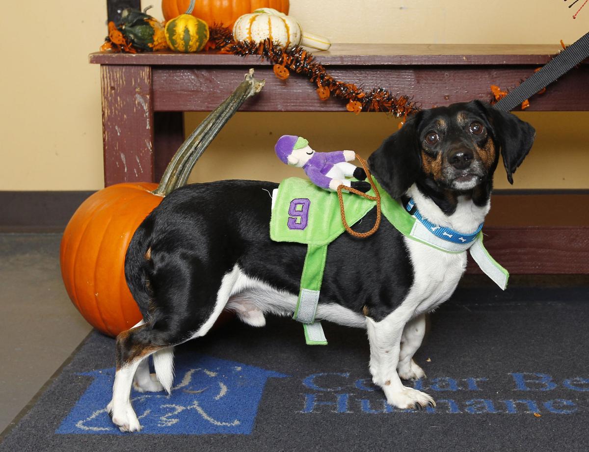 Happy howloween Pupkins ready for picking at Cedar Bend Humane