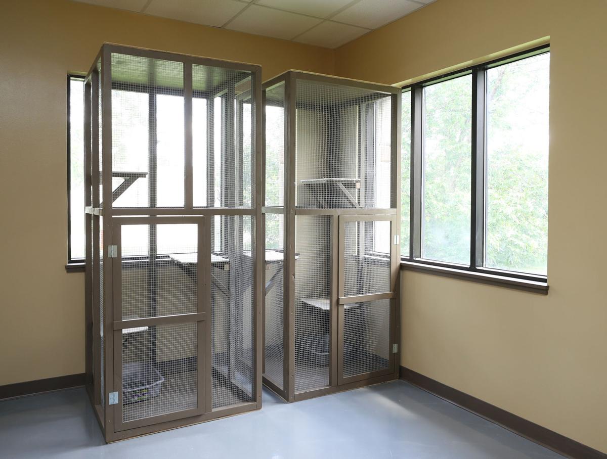 Spas for paws luxury pet resort opens in CF Local News