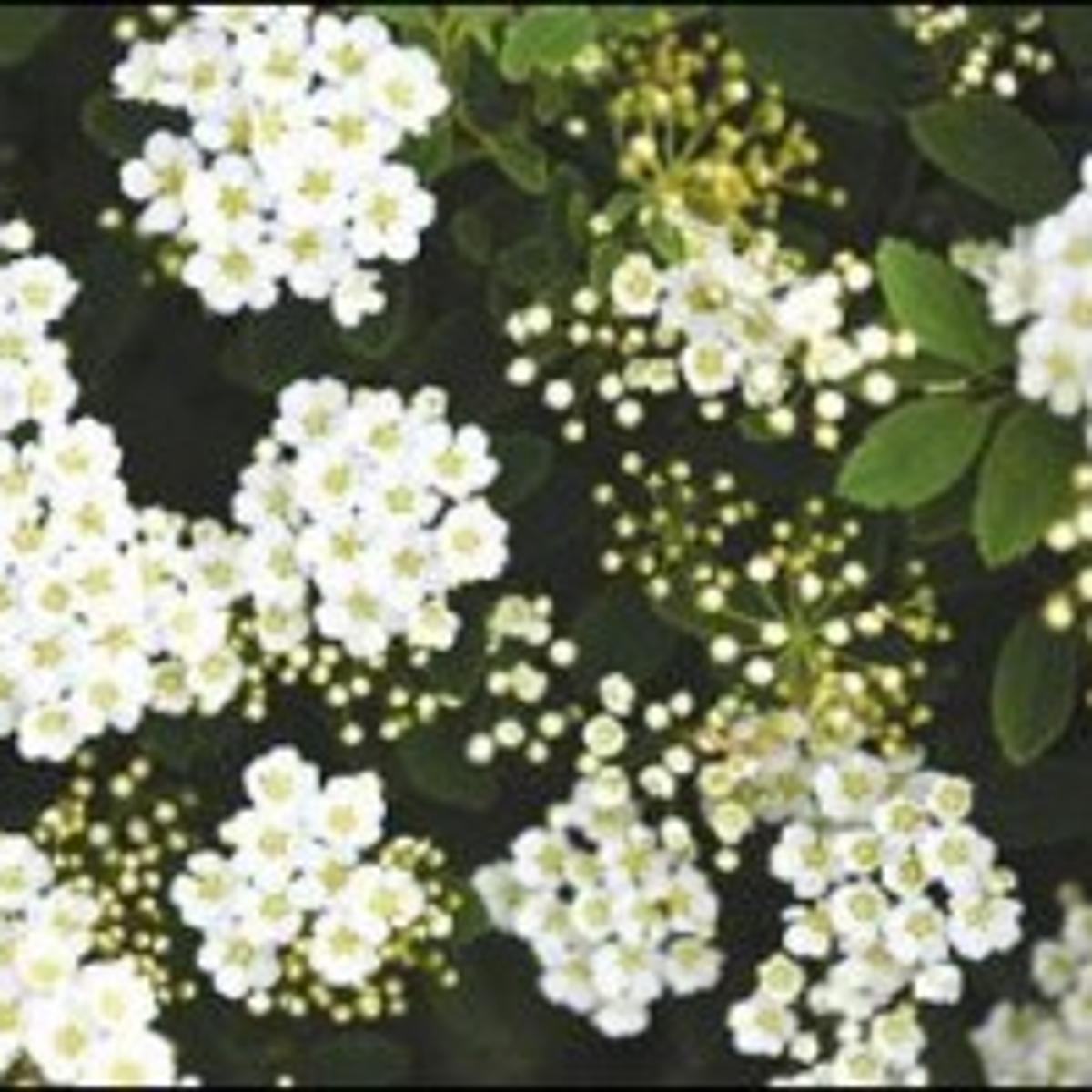 Methods For Pruning Overmature Spirea Growing Things Wcfcourier Com Methods For Pruning Overmature Spirea Growing Things Wcfcourier Com