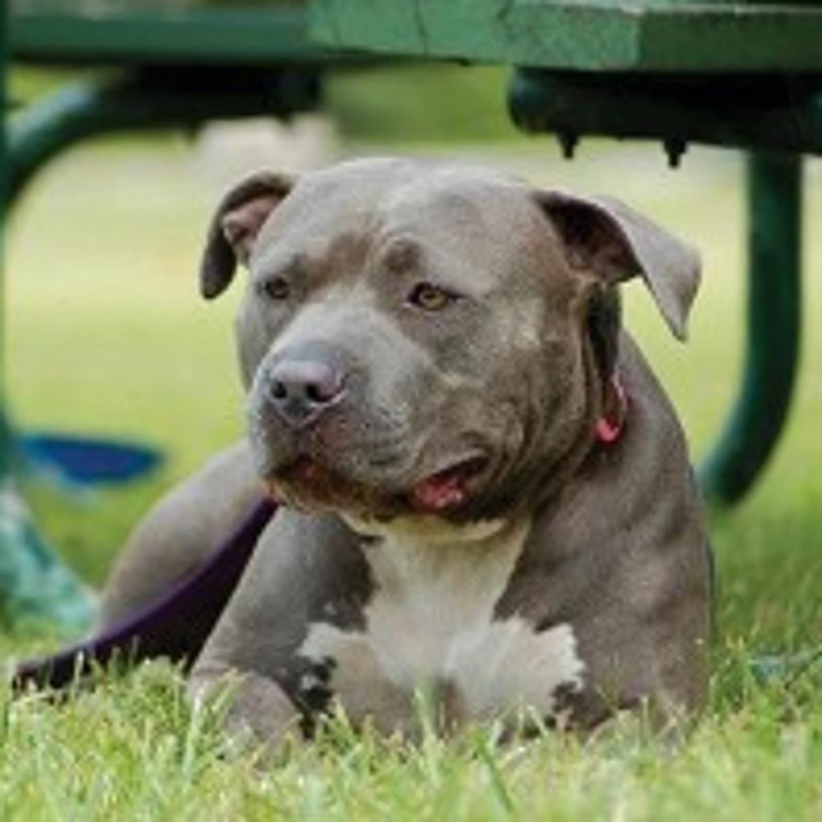 pit bull walk saturday to shed positive