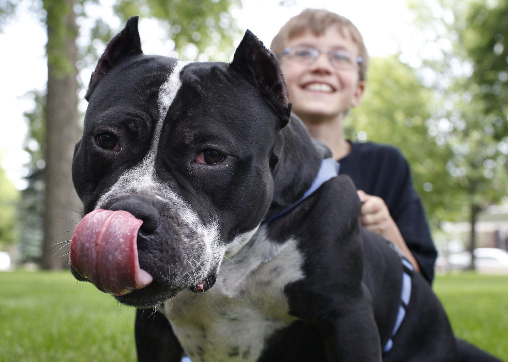 american bully dog show