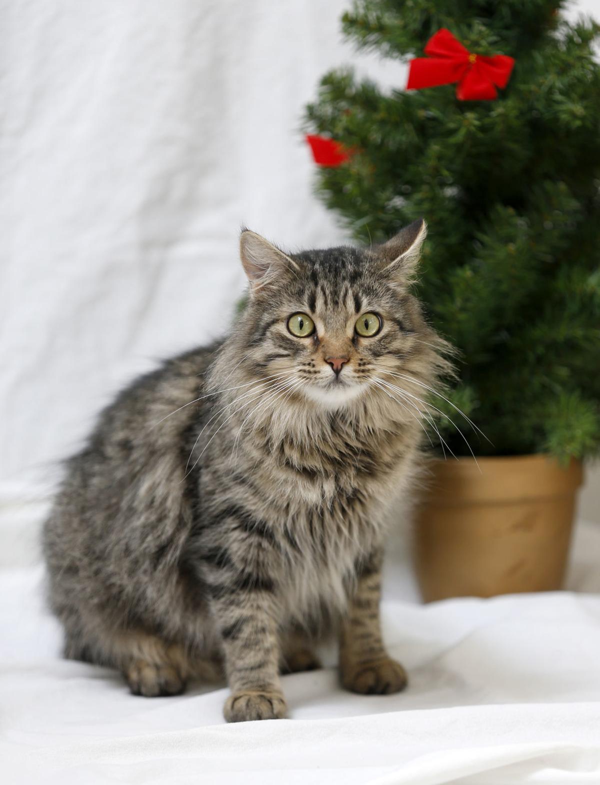 12 Cats Of Christmas 2018 Local News Wcfcourier Com