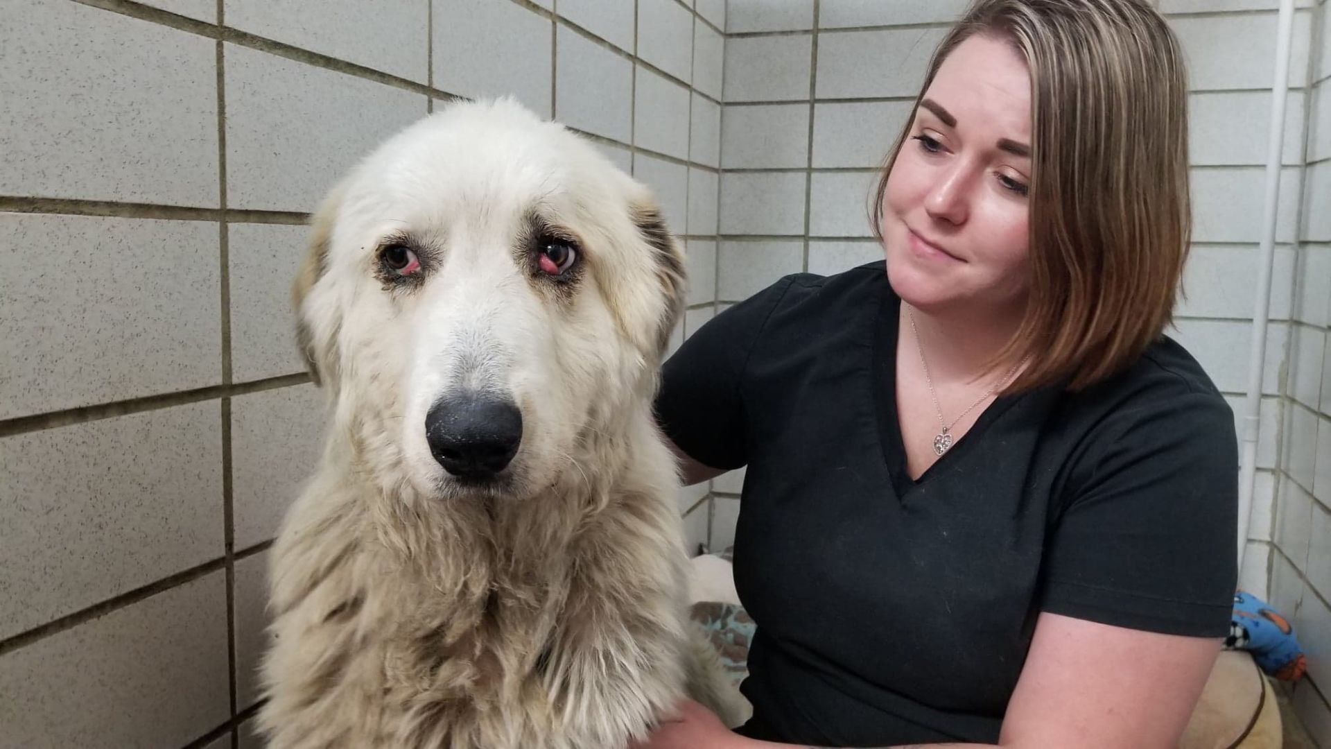 Angry store great pyrenees