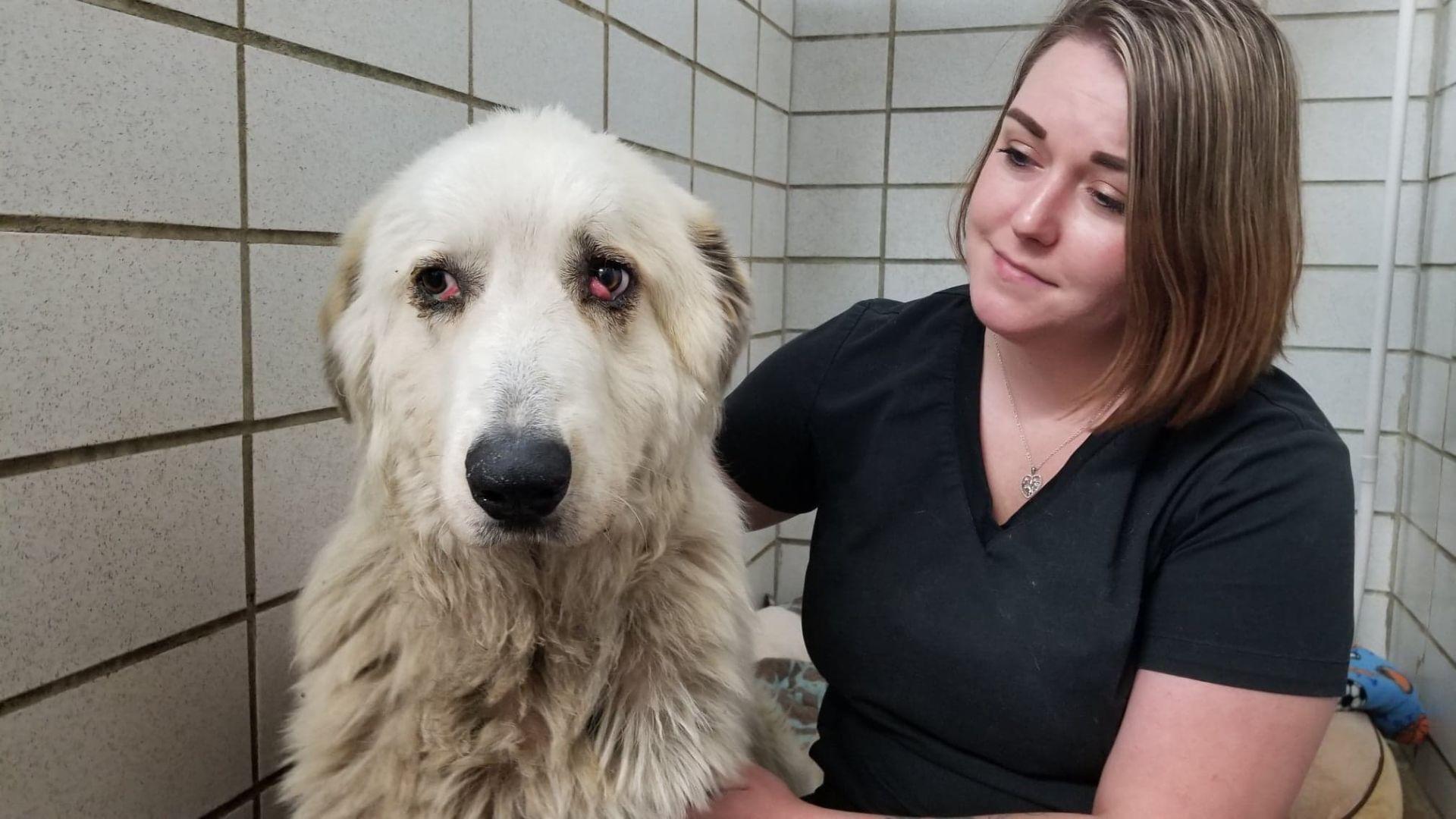 Abused Great Pyrenees Pup Is Rescued With Long Healing Road Ahead Local News Wcfcourier Com She is loyal and very intelligent. abused great pyrenees pup is rescued