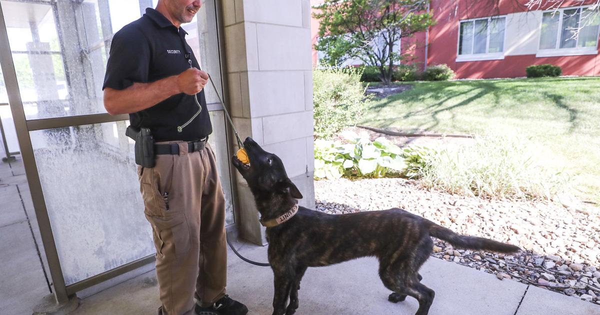 Dutch shepherd pup Atlas joins UnityPoint K9 security patrol team