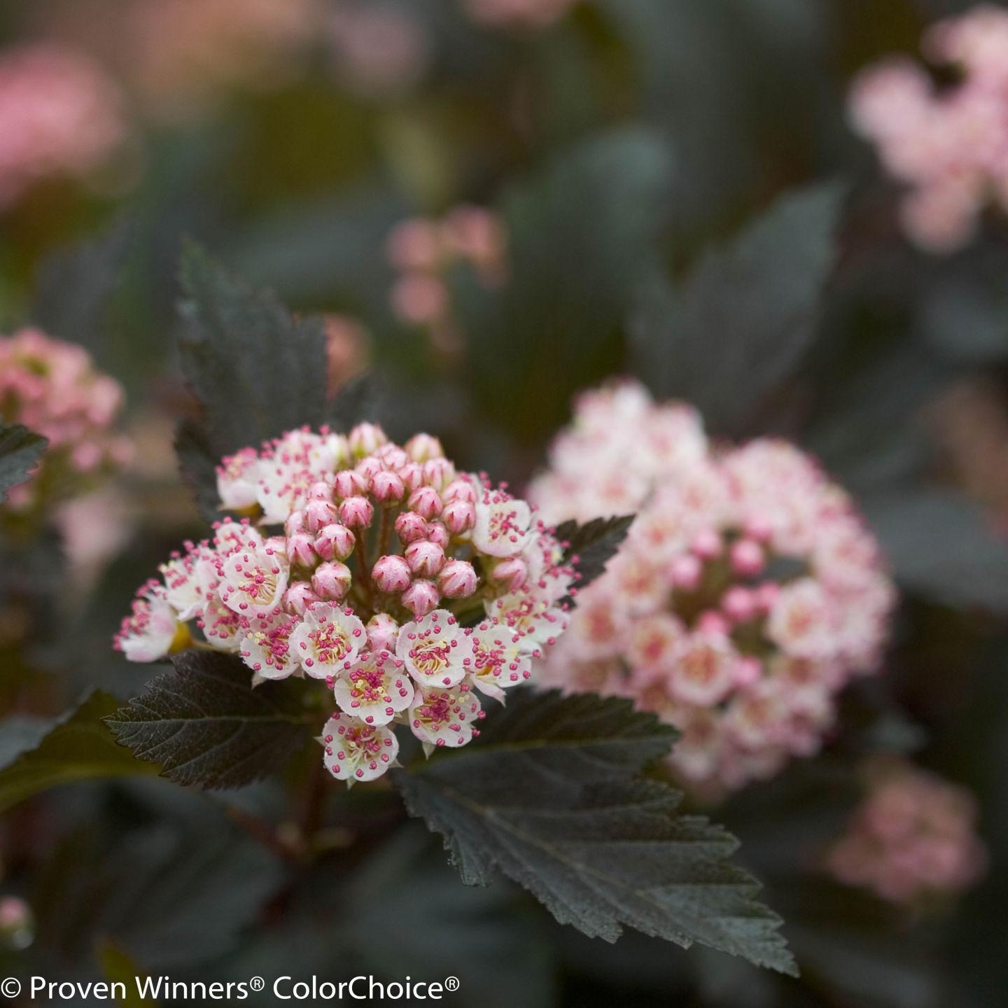 'Go native' with newer 'Ninebark' shrub varieties