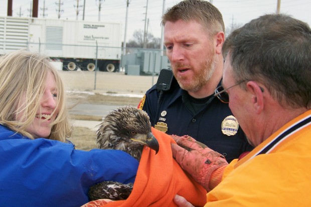 UPDATE: Juvenile eagle rescued out of Cedar River in Waterloo