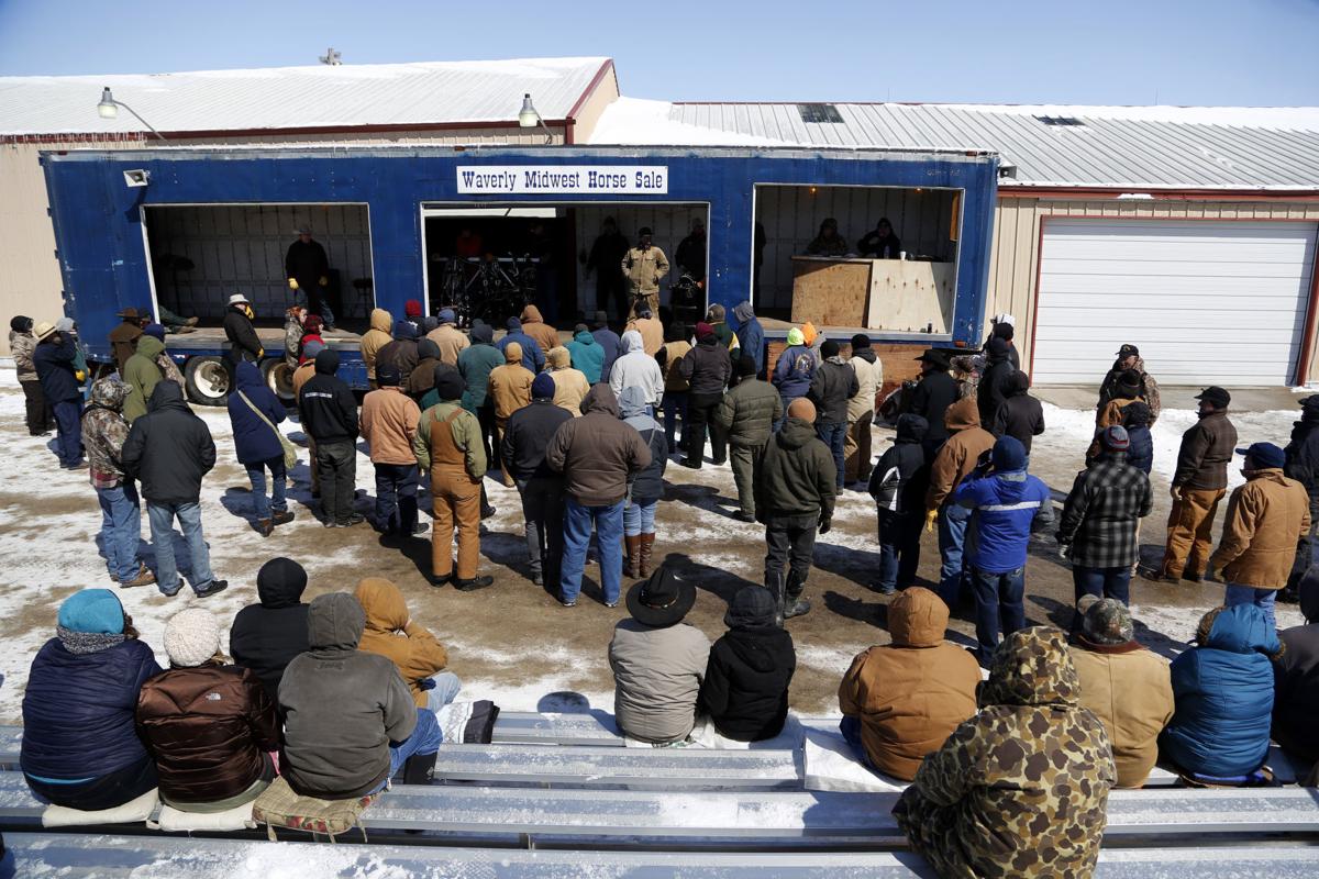 Waverly Horse Sale facilitated by a master of 40 years experience