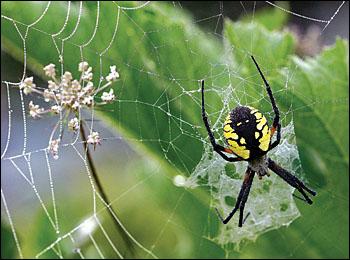 Black and Yellow Garden Spiders - Friend or Foe?