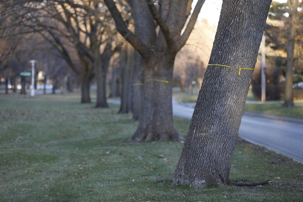 Metro ash tree loss pervasive; one neighborhood fights back Local