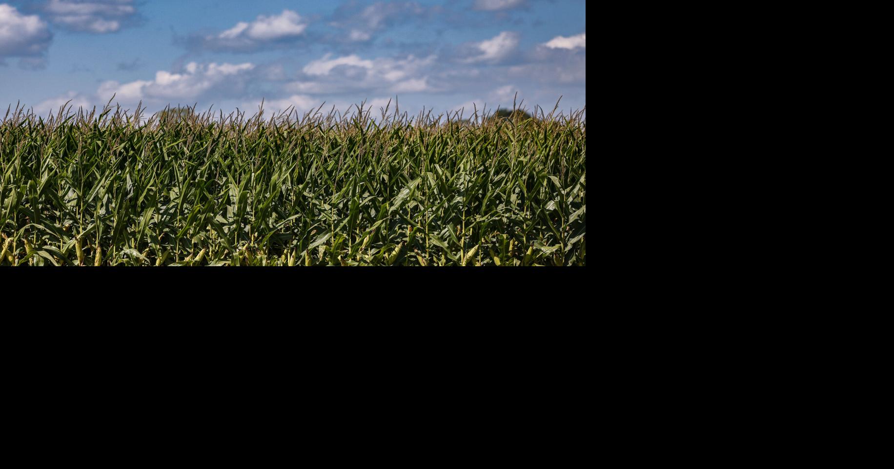 Crop Report Corn