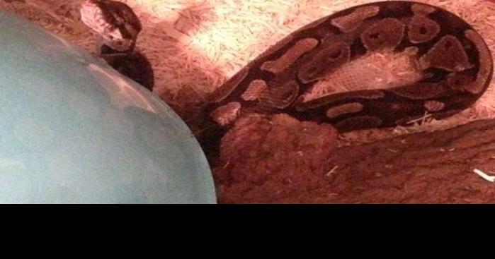 Python puts the squeeze on Cedar Falls man