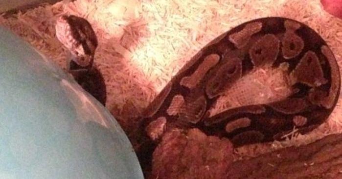 Python puts the squeeze on Cedar Falls man