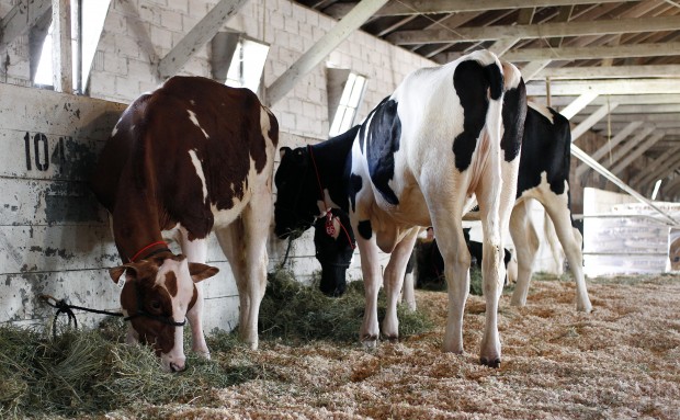 100 years of fun: National Cattle Congress looks back to the future on ...