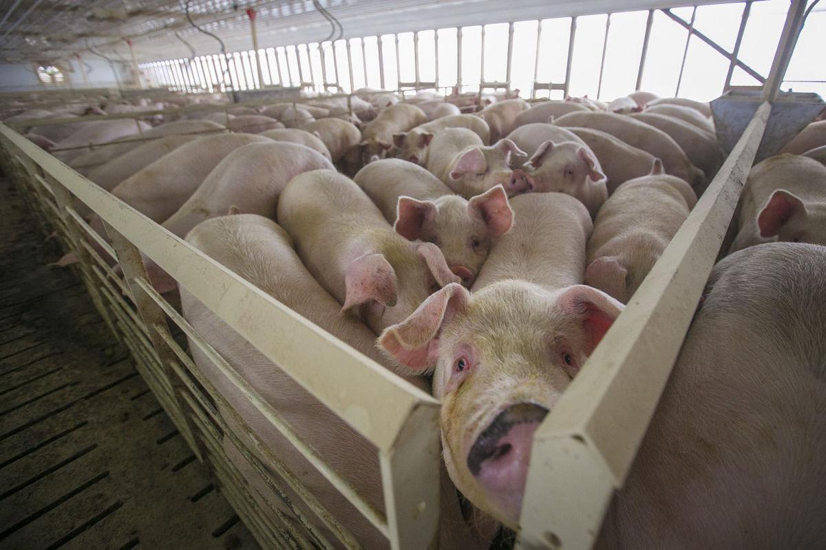 Mitchell County Supervisors deny two hog confinement applications | Political News | wcfcourier.com