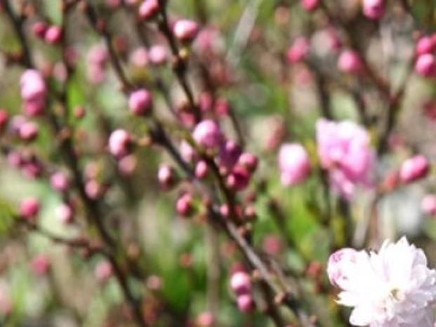 Flowering Almonds Frothy Pink Blooms Are Seductive Plants Shrubs Trees Wcfcourier Com