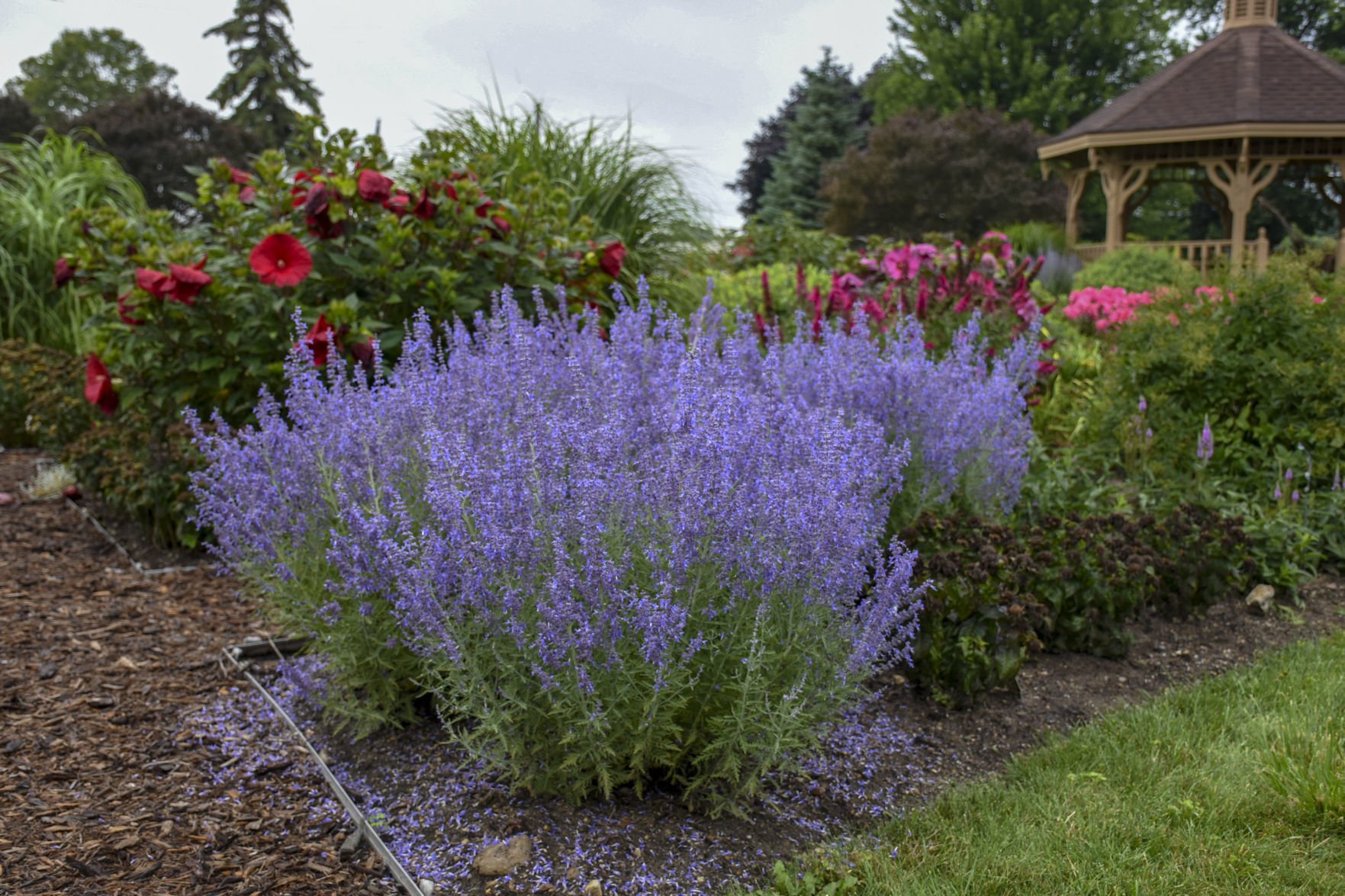 Denim and deals lace russian sage