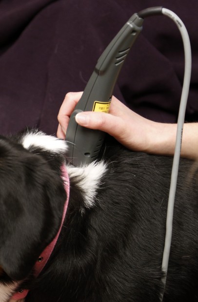 alternative-medicine-for-animals-gains-momentum-lifestyles